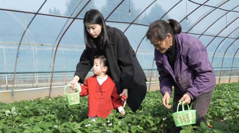 Sweet Winter Days In Cangxi: Strawberry Picking & Scenic Check-ins Await