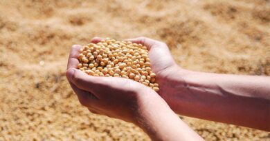 India Is Crushing More Soybean Even as Production Falls in 2025–26 India Is Crushing More Soybean Even as Production Falls in 2025–26