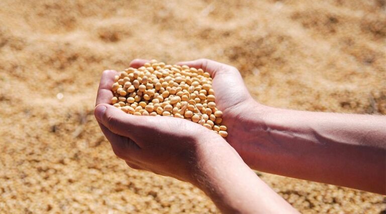 India Is Crushing More Soybean Even as Production Falls in 2025–26
