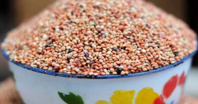 Seed Licensing Explained: A Q&A