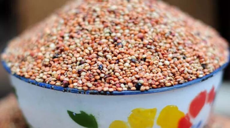 Seed Licensing Explained: A Q&A