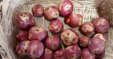 Cultivating Resilience in Gran Cumbal Cultivating Resilience in Gran Cumbal