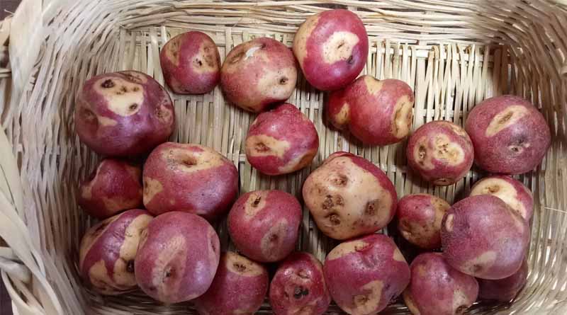 Cultivating Resilience in Gran Cumbal