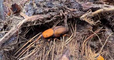 The Consortium for Red Palm Weevil Control Springs into Action Across Five Countries The Consortium for Red Palm Weevil Control Springs into Action Across Five Countries