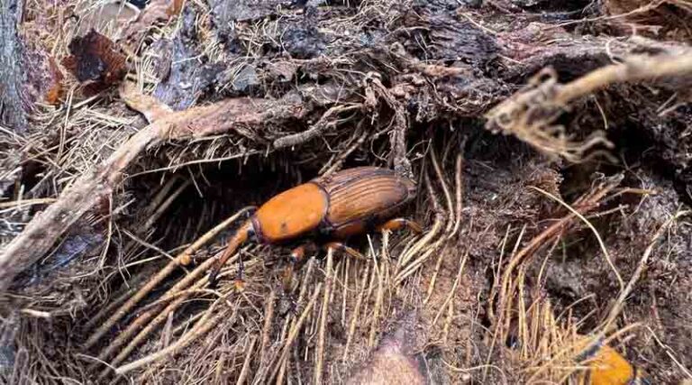 The Consortium for Red Palm Weevil Control Springs into Action Across Five Countries