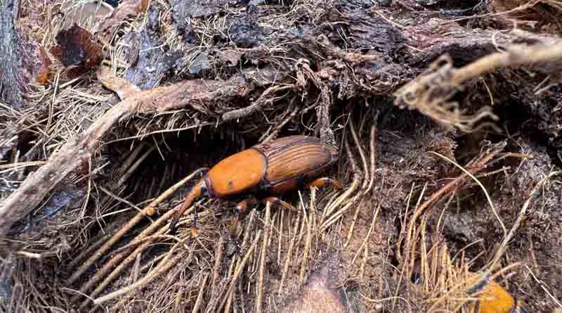The Consortium for Red Palm Weevil Control Springs into Action Across Five Countries