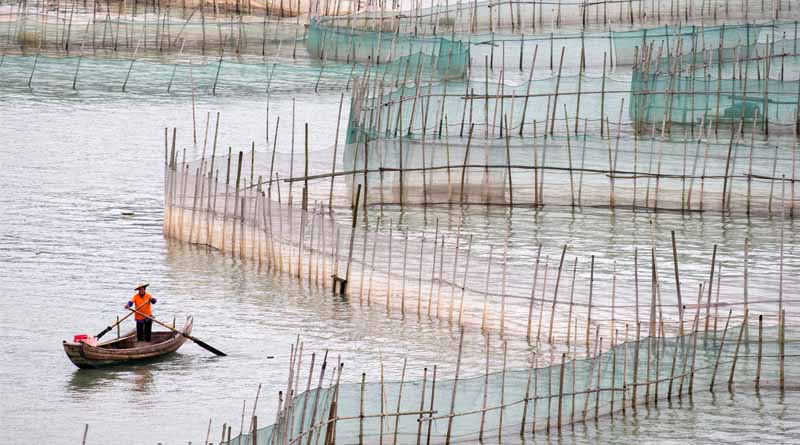 Positive Global Trends In Marine Ingredients Production Reported In The First Three Quarters Of 2025