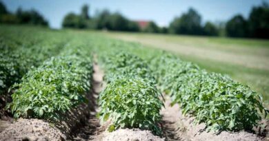Satellite-Based Crop Monitoring Strengthens India’s Production Estimates