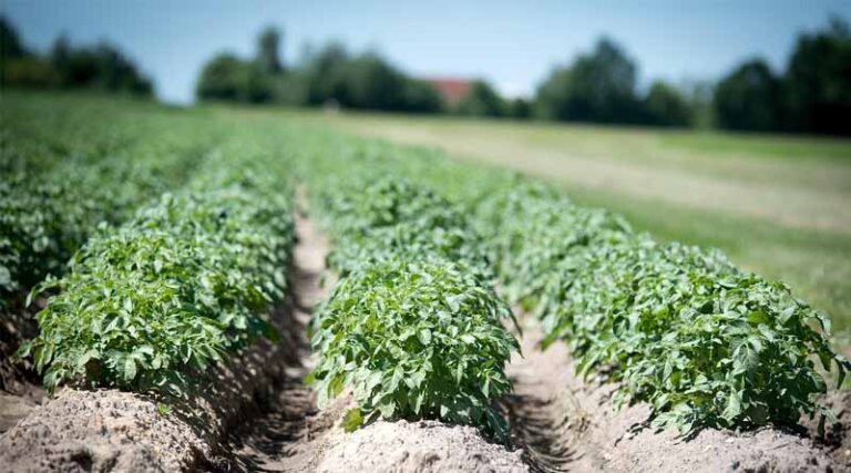 Satellite-Based Crop Monitoring Strengthens India’s Production Estimates