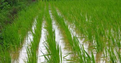 AI Monsoon Alerts Influence Sowing Decisions of Up to 52% Farmers, Government Survey Finds AI Monsoon Alerts Influence Sowing Decisions of Up to 52% Farmers, Government Survey Finds