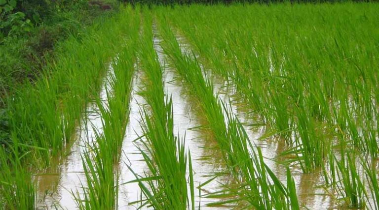 AI Monsoon Alerts Influence Sowing Decisions of Up to 52% Farmers, Government Survey Finds
