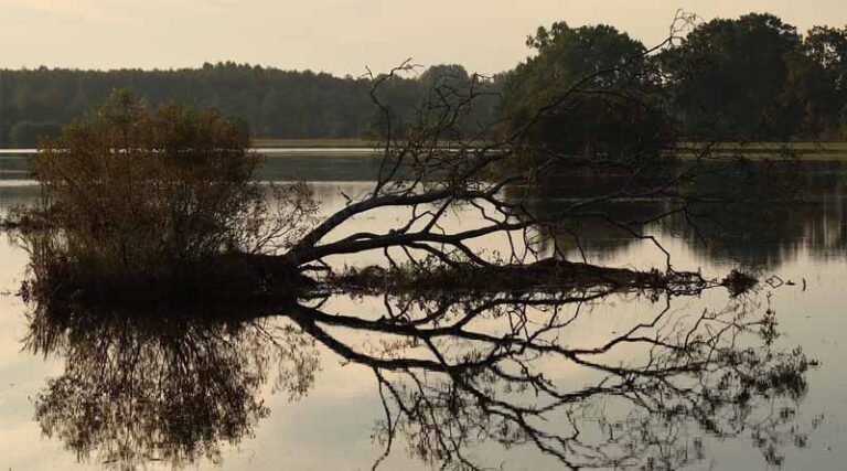 Maharashtra Tops Flood Damage Chart, Yet India Records Strong Kharif Growth in 2025