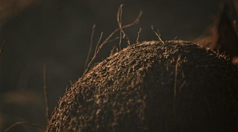 Cabinet approves Minimum Support Price for Copra for 2026 season