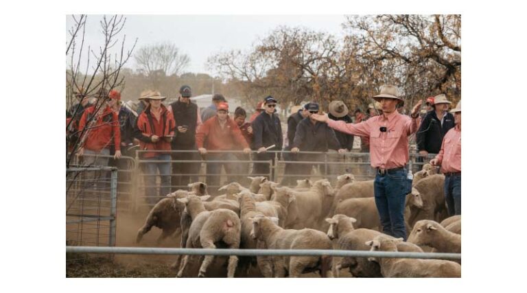 Spring Feature Sheep Sales Strong Across Riverina
