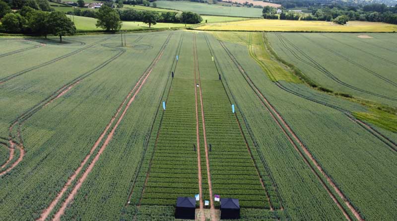 ADAMA and BASF Agricultural Solutions to Co-Develop Gilboa® Fungicide Technology