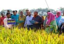 Bangladesh’s Haor Farmers Test Climate-Resilient Rice Varieties