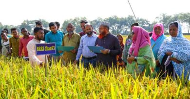 Bangladesh’s Haor Farmers Test Climate-Resilient Rice Varieties