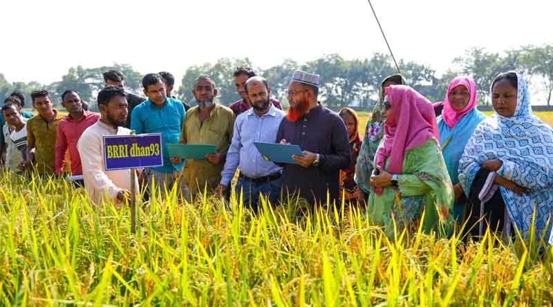 Bangladesh’s Haor Farmers Test Climate-Resilient Rice Varieties