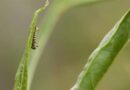 How Hotter Days Increase Risks for Monarch Caterpillars