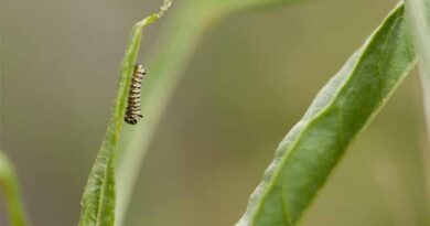 How Hotter Days Increase Risks for Monarch Caterpillars How Hotter Days Increase Risks for Monarch Caterpillars