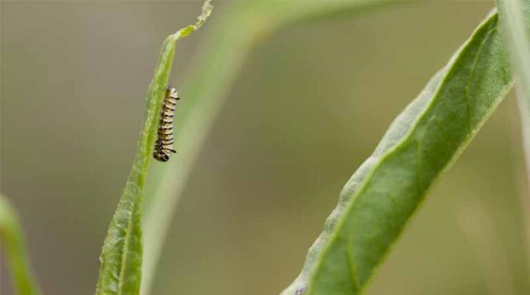 How Hotter Days Increase Risks for Monarch Caterpillars