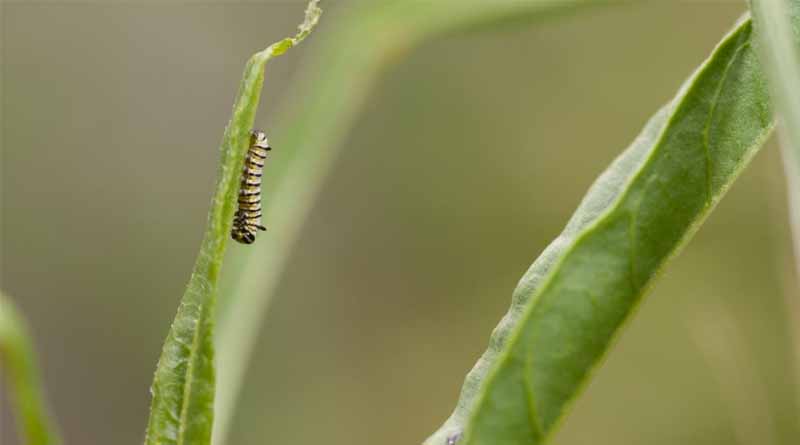 How Hotter Days Increase Risks for Monarch Caterpillars
