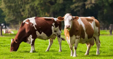 EFSA: Introduction Of Bird Flu From US Dairy Cattle To Europe Very Unlikely, But Vigilance Urged