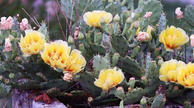 New FiBL Guide Supports MAP Producers in Kosovo to Build Soil Fertility and Climate Resilience