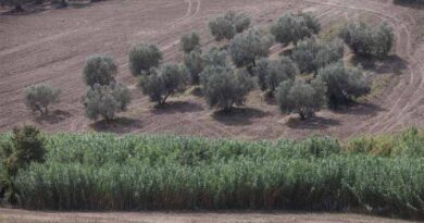 FAO welcomes UN’s Decision to establish an International Day of the Mediterranean Diet