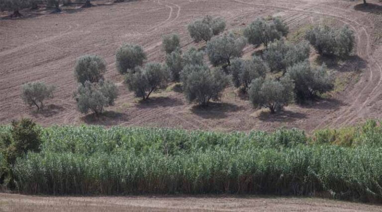 FAO welcomes UN’s Decision to establish an International Day of the Mediterranean Diet