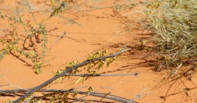 Desert Locust Outbreak Persists in Northwestern Africa: Control Measures Must Increase To Avoid Further Spread In 2026 Desert Locust Outbreak Persists in Northwestern Africa: Control Measures Must Increase To Avoid Further Spread In 2026