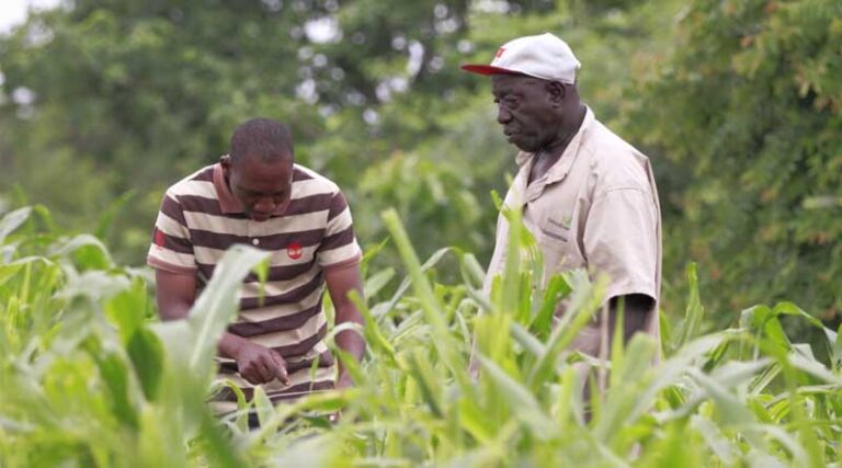 CABI Academy Plant Health Management Courses Are Helping To Improve Extension Support