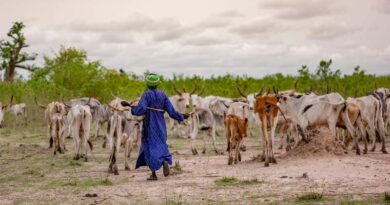 FAO launches the International Year of Rangelands and Pastoralists 2026
