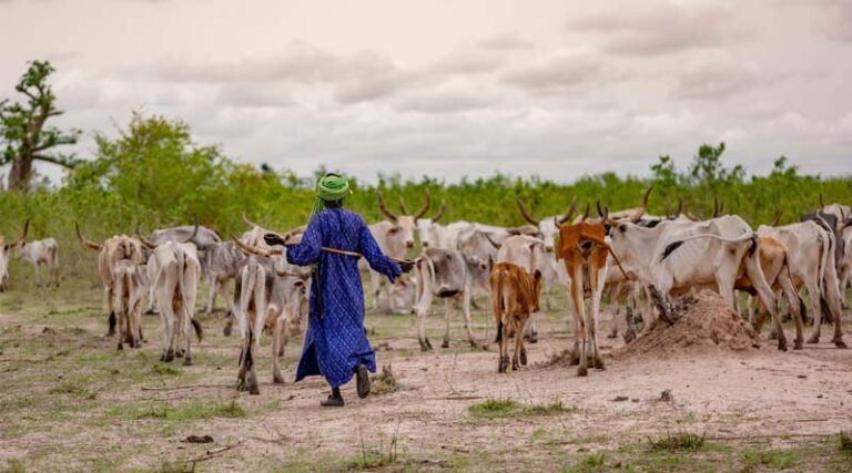 FAO launches the International Year of Rangelands and Pastoralists 2026