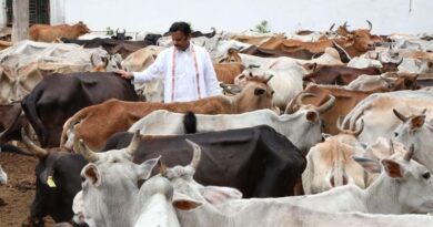 The Agricultural Model of a Developed India: Cow-Based Natural Farming and a Healthy Way of Life