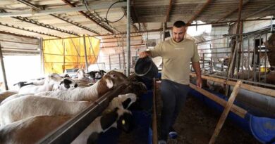 West Bank: 72 000 Families Urgently Require Emergency Agricultural Assistance, New FAO Survey Finds West Bank: 72 000 Families Urgently Require Emergency Agricultural Assistance, New FAO Survey Finds