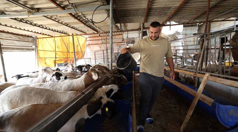 West Bank: 72 000 Families Urgently Require Emergency Agricultural Assistance, New FAO Survey Finds