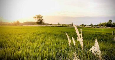 India’s Rabi Sowing Up by 6.87 Lakh Hectares as of Last Week of December 2025