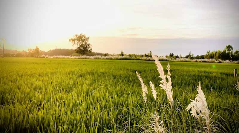 India’s Rabi Sowing Up by 6.87 Lakh Hectares as of Last Week of December 2025