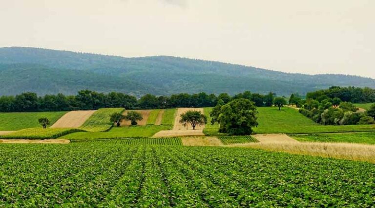 Secretary Rollins Announces New Priorities for Research and Development in 2026