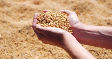 Brazil Soybean Estimate Increased 1.0 mt to 178.0 Million Tons Brazil Soybean Estimate Increased 1.0 mt to 178.0 Million Tons
