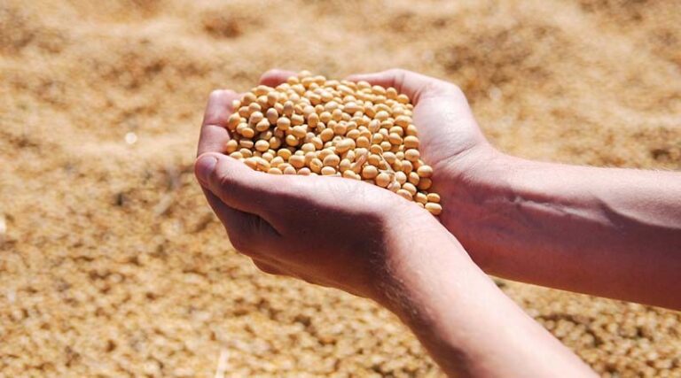 Brazil Soybean Estimate Increased 1.0 mt to 178.0 Million Tons