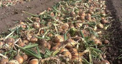 Simon's Seasonal Insights - Looking Forward To Next Season's Onion Agronomy