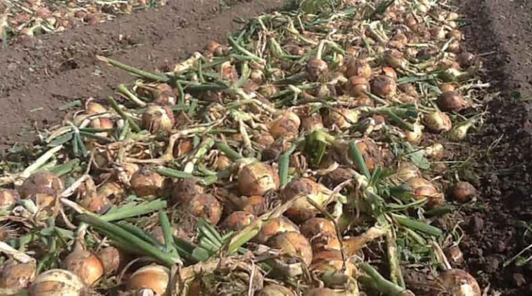 Simon's Seasonal Insights - Looking Forward To Next Season's Onion Agronomy