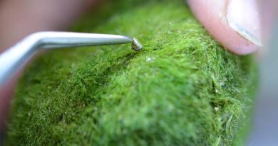 Check Your Fish Tank For This Tiny But Mighty Pest