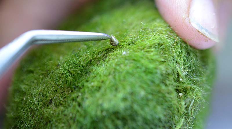 Check Your Fish Tank For This Tiny But Mighty Pest