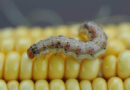 Crop Pests Can Develop ‘Fighter-Jet Wings’ After Eating Specific Mix of Corn