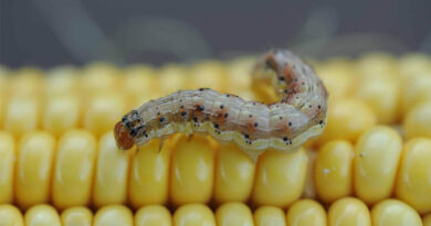 Crop Pests Can Develop ‘Fighter-Jet Wings’ After Eating Specific Mix of Corn