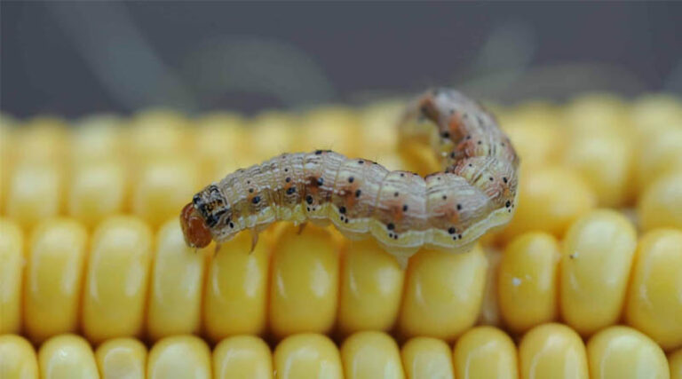 Crop Pests Can Develop ‘Fighter-Jet Wings’ After Eating Specific Mix of Corn