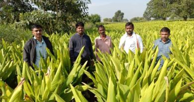 India: Heavy Rains Hit Farmers Hard This Year; New Report Warns of Impact on Rabi India: Heavy Rains Hit Farmers Hard This Year; New Report Warns of Impact on Rabi